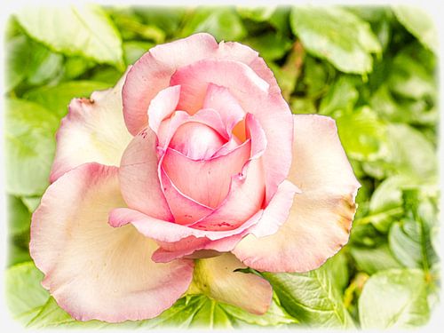 Delicate bloesem roos