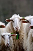 Schaapskudde Hoog Buurlo op de Veluwe