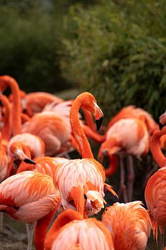 Flamingo's van Sophie Luther