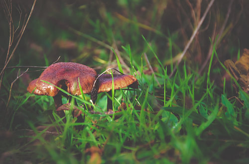 Mushrooms in autumn