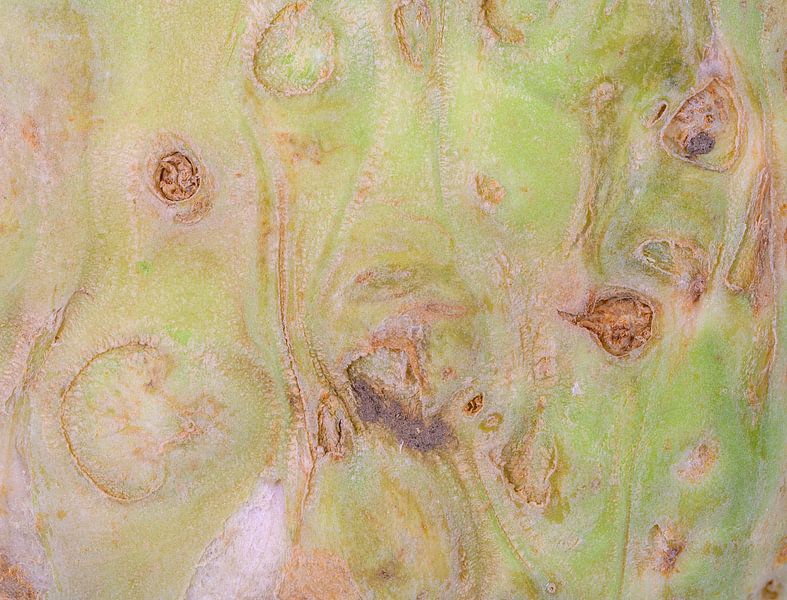Photo macro abstraite d'un céleri par ManfredFotos