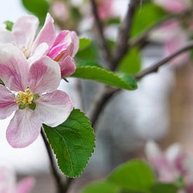 Apple blossom by Daniel Dorst