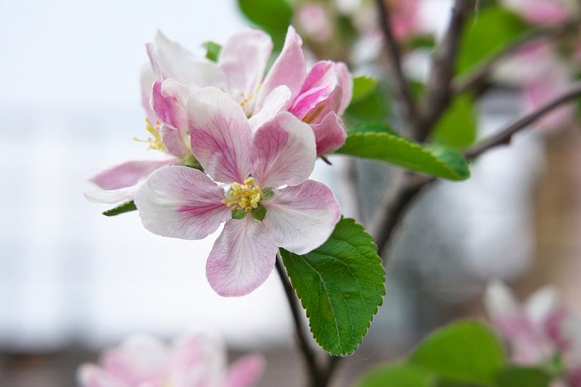 Appelbloesem van Daniel Dorst
