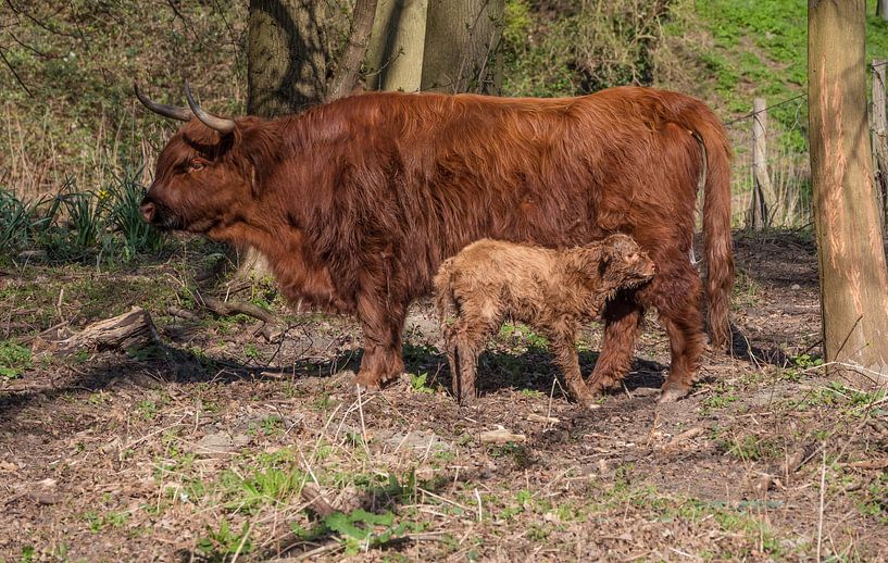 een heel jong pasgeboren kalf van een Schotse hooglander,paar uur oud van ChrisWillemsen