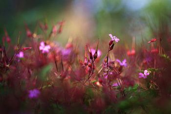 roze en rood kleurenpalet
