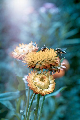 Bienen auf Blumen