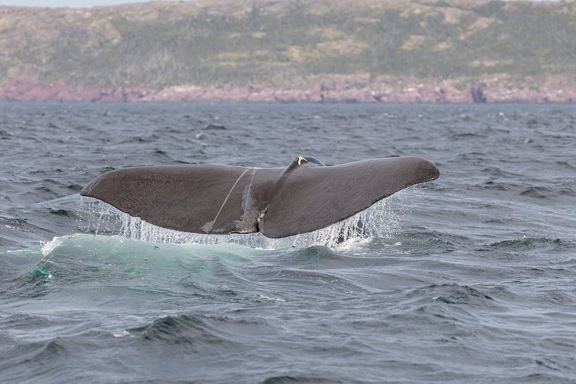 Tail of a Sperm whale by Menno Schaefer