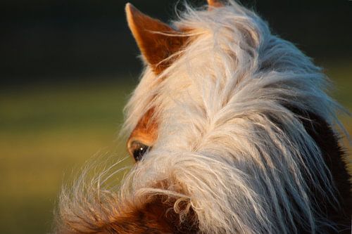 Gewoon een mooi beeld