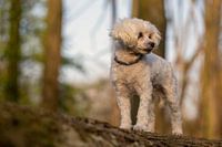 Toypoedel in het bos