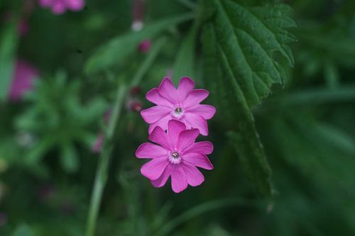 Pinke Blume oder Unkraut