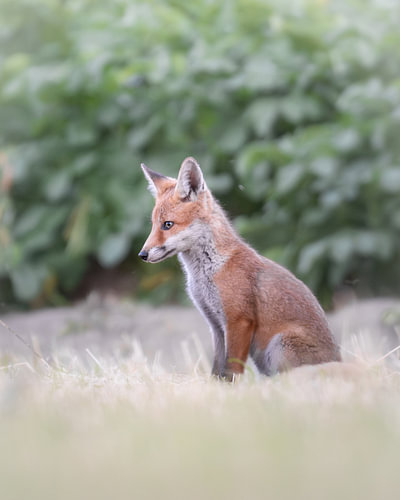 Junger Fuchs auf der Lauer.