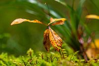 Fall Impression