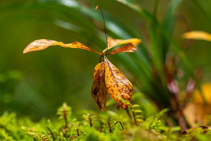 Fall Impression by Margit Kluthke