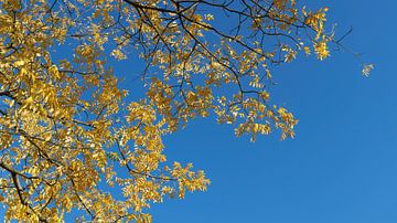 Bladeren van een Japanse koordboom, Styphnolobium japonicum in het Kruid