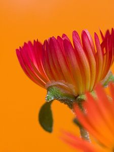 Fleur VIII - Bloemen van Herma Egberts