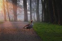 Greylag goose in the spotlight