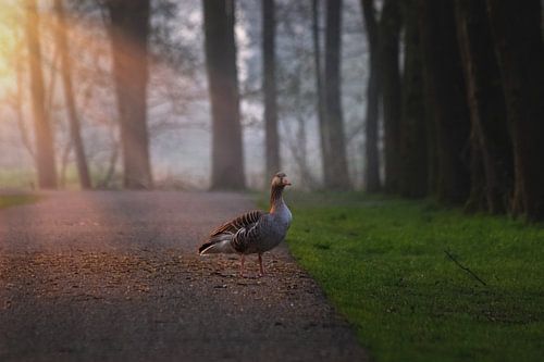 Graugans im Rampenlicht