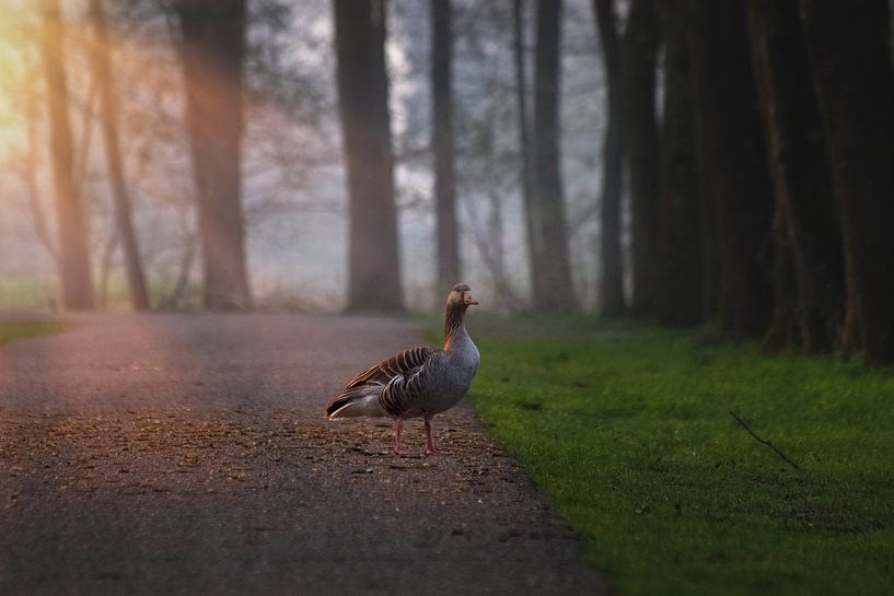 Greylag goose in the spotlight by Marijke Groos