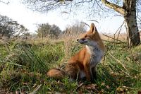 Fuchs
