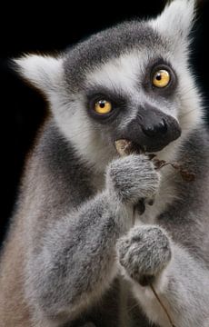 Lemur eating by Angelique van Heertum