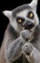 Lemur eating by Angelique van Heertum thumbnail