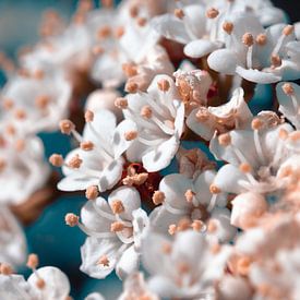 Lente bloesem in retro kleuren van Marjolein Fortuin