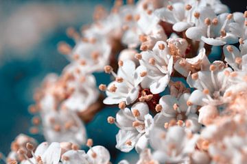 Fleur de printemps aux couleurs rétro sur Marjolein Fortuin