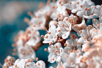 Frühlingsblüte in Retro-Farben von Marjolein Fortuin