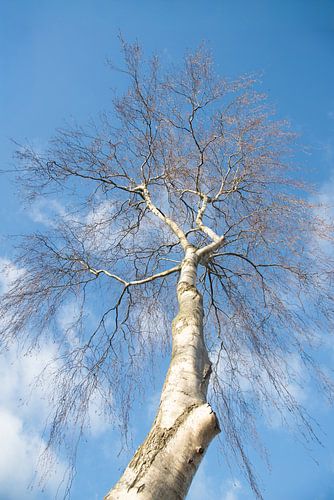 Winter berk tegen een blauwe lucht