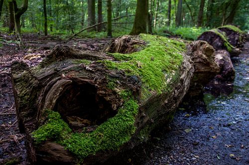 Gekapte boom in het park met mos op