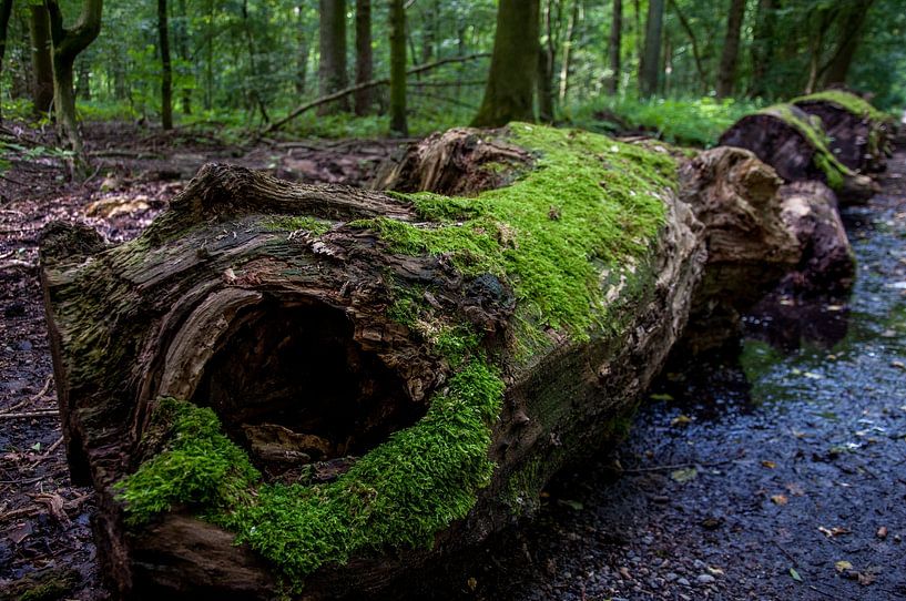 Cutted tree in the park with moss on by Pix-Art By Naomi.k