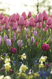 Frühlingszwiebeln im schönen frischen Morgenlicht von Karel Ham