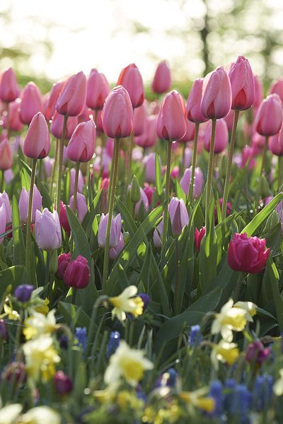 Spring bulbs in beautiful fresh morning light by Karel Ham