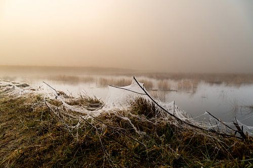 Betoverd door het veen: Een mystieke ochtend in de Engbertsdijkervenen