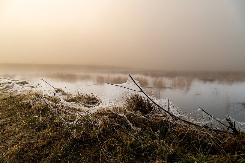 Enchanted by the moor: A mystical morning in the Engbertsdijker fens by Remco Ditmar