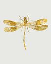 Golden Dragonfly by Patrycja Polechonska thumbnail