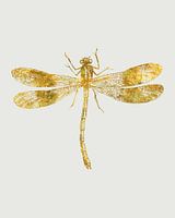 Golden Dragonfly