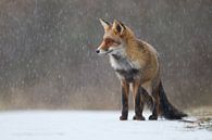 Renard dans la neige par Pim Leijen Aperçu