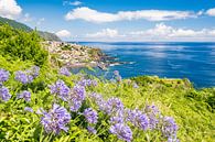 Die Küste der Blumeninsel Madeira mit Agapanthus- oder Nil-Lilienblüten von Sjoerd van der Wal Fotografie Miniaturansicht