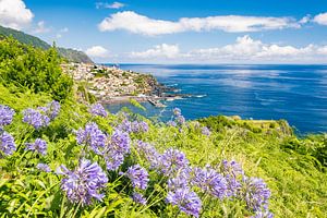 Madeira flower island coastline with Agapanthus or Lily of the Nile flowers