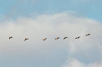 Oiseaux volants. Les oies. La nature. Couleurs pastel. Photographie d'art.