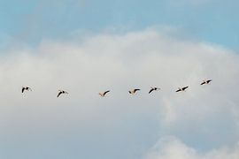 Fliegende Vögel. Gänse. Natur. Pastellfarben. Kunstfotografie.