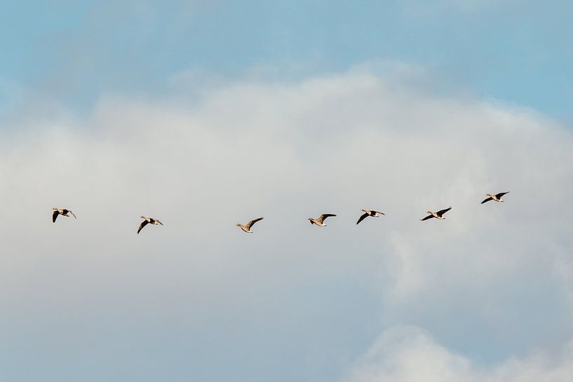 Flying birds. Geese. Nature. Pastel colors. Fine art photography. by Quinten van Ooijen