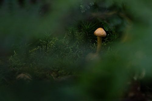 Lonely mushroom