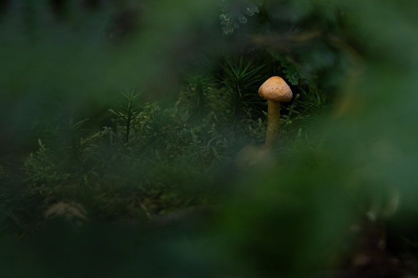 Lonely mushroom by JeVois NL Lesley Voois
