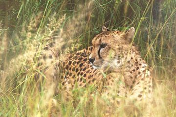 Geparden mischen sich in das hohe Gras.