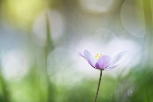 Bosanemoon gevangen in het licht