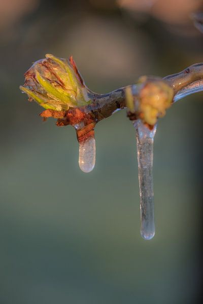 Irrigate blossom by Moetwil en van Dijk - Fotografie