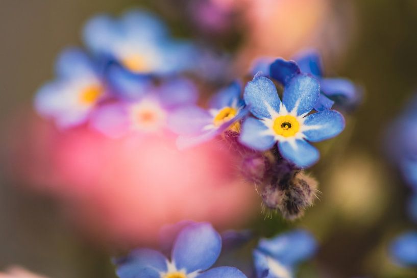 Vergissmeinnicht von MdeJong Fotografie
