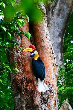 Neushoornvogel van Anne Ponsen